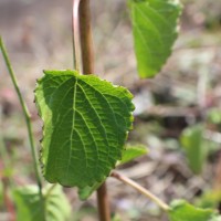 Coleus strobilifer (Roxb.) A.J.Paton